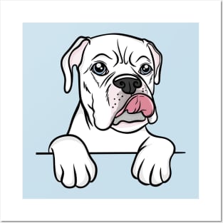 White Blue Eyed Boxer Posters and Art